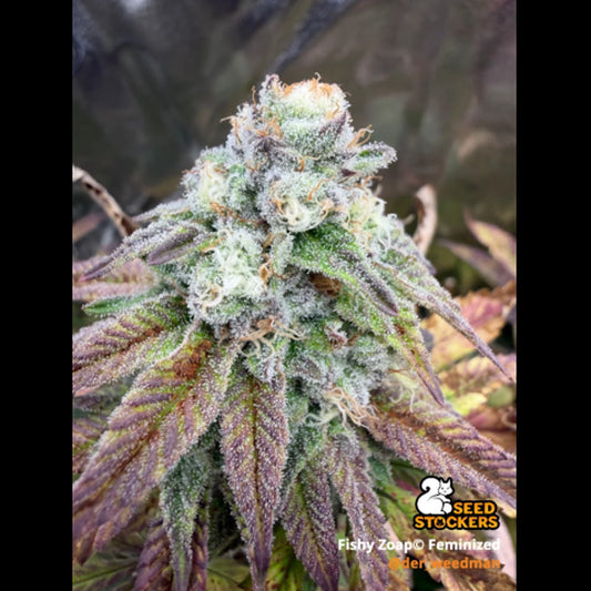 Fishy Zoap fem.  5 u. Seedstockers Superior