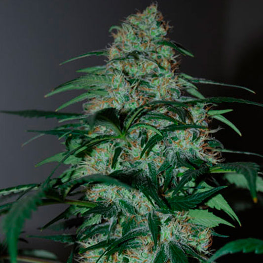 Five-o   3 u. fem. Black Skull Seeds