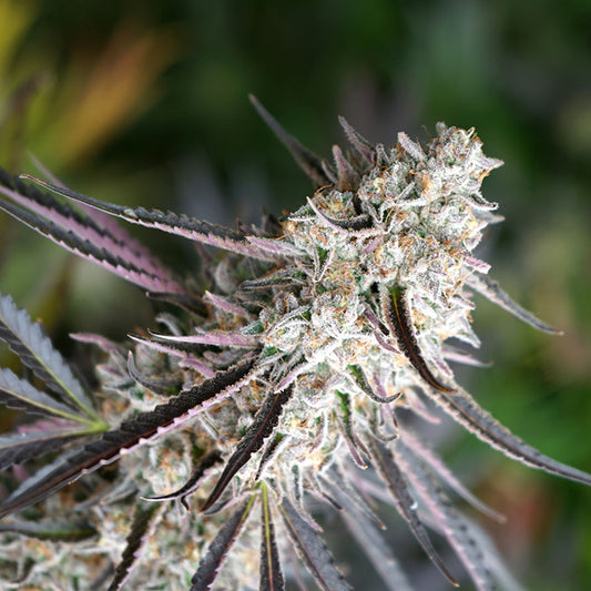Florida Gaspack  5 ud Humboldt Seed Organization