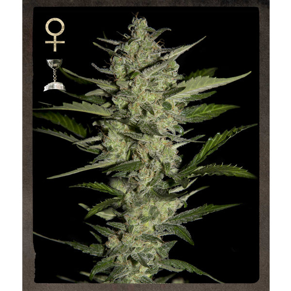 Flowerbomb Kush 3 u. fem. Strain Hunters