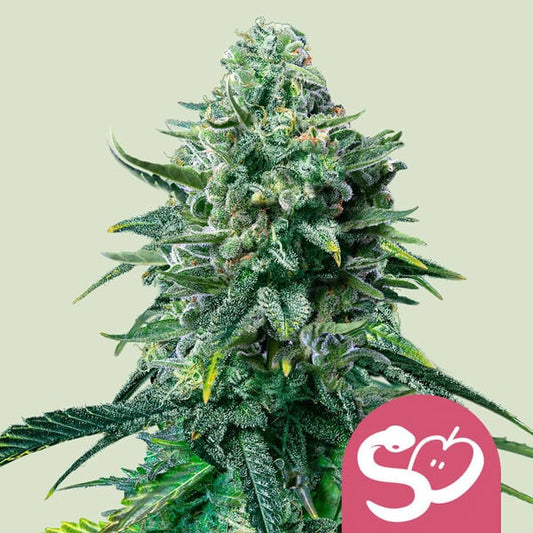 Forbidden Fruit   1 u. fem. Royal Queen