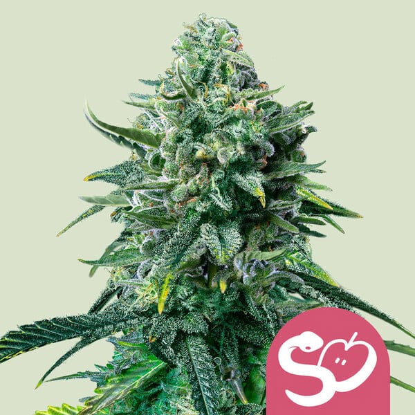 Forbidden Fruit   3 u. fem. Royal Queen