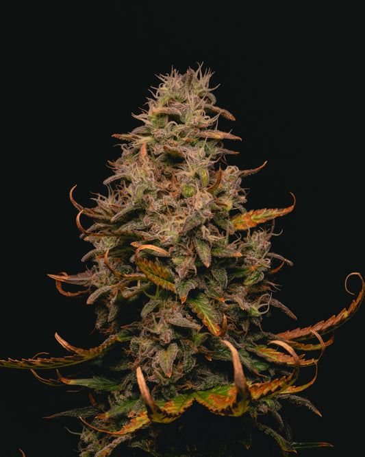 Forbidden Fruit Cake 3 u. fem Pure Instinto