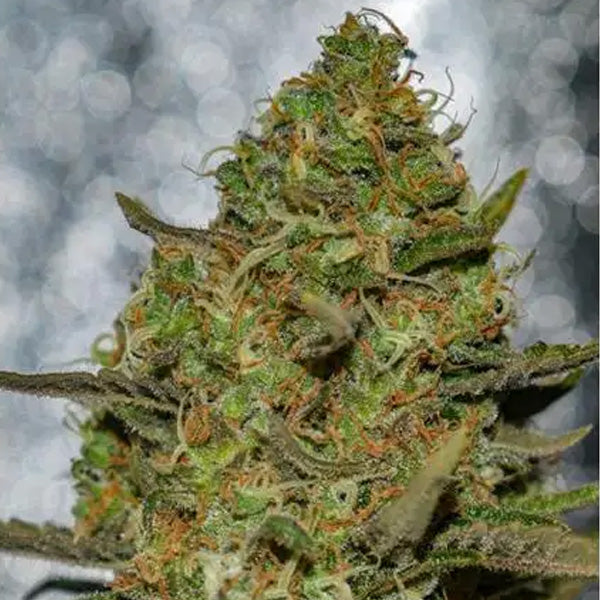 Forbidden Fruit x Spriter 3+1 pz. fem. Vision Seeds