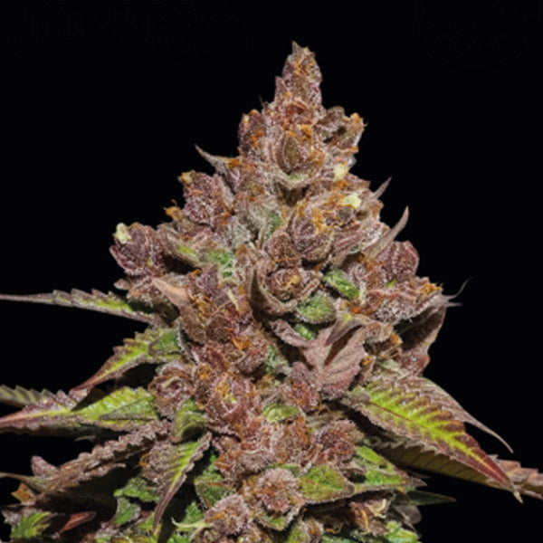 Forbidden Mochi Fast fem. 25 pz. Seedstockers Superior
