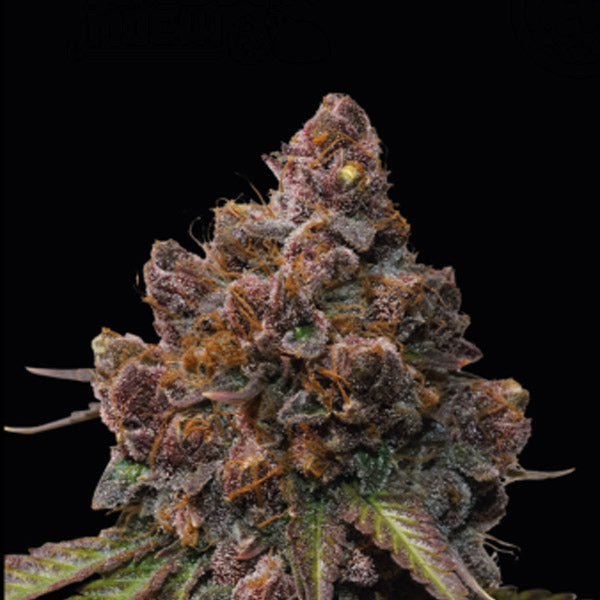 Forbidden Mochi femm. 3 semi Seedstockers Superior