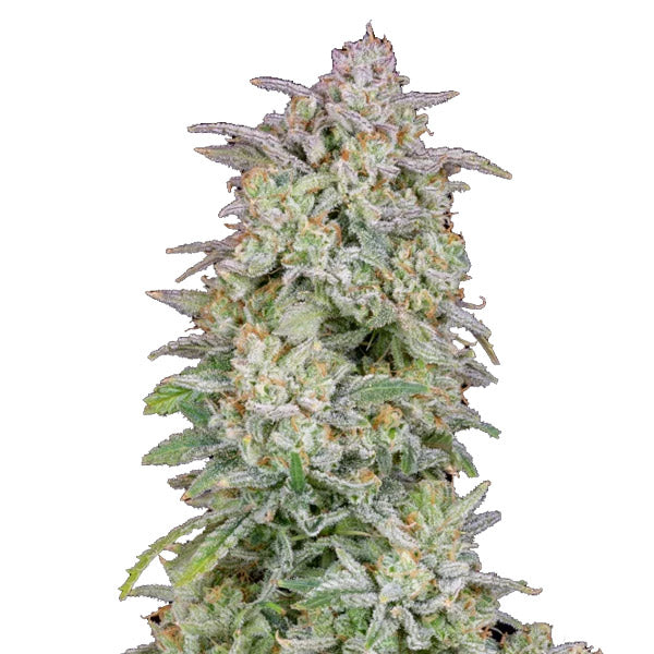 Forbidden Runtz Auto 10 pc. fem. FastBuds Seeds