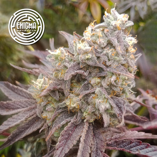 Forbidden Sherbert 6 pk. fem Enigma Genetics