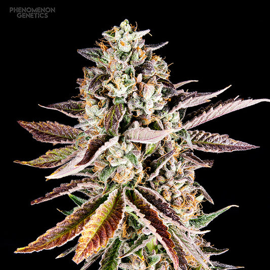 Forbidden Starz 5 fem units Phenomenom Genetics