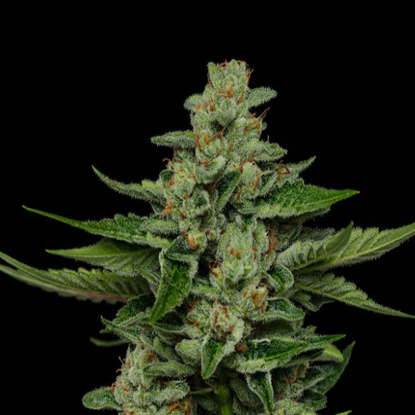 Fortune Cookie 3 u. fem Humboldt Seeds Company