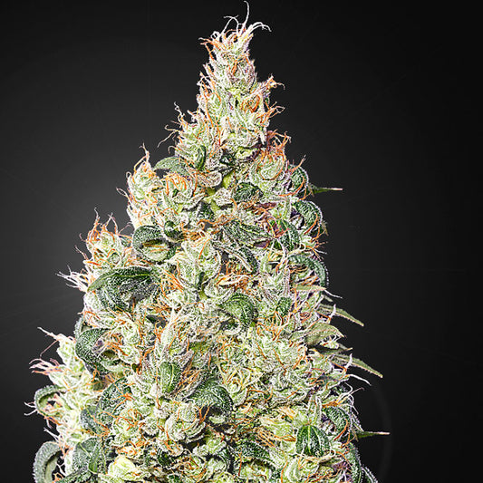 Franco's Lemon Cheese 10 pcs. fem. Green House
