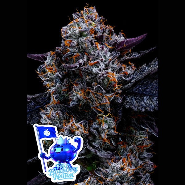 Free Blueberry Nation 5 u. fem Anesia