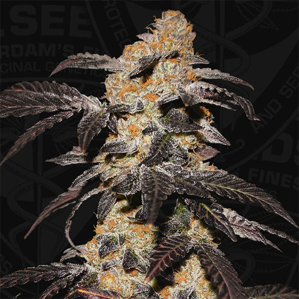 French Cookies 2 u. fem. T.H. Seeds