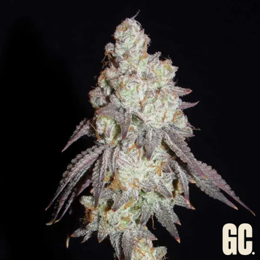 Frenchy's Lass 6 y.o. mare Grand Cru Genetics
