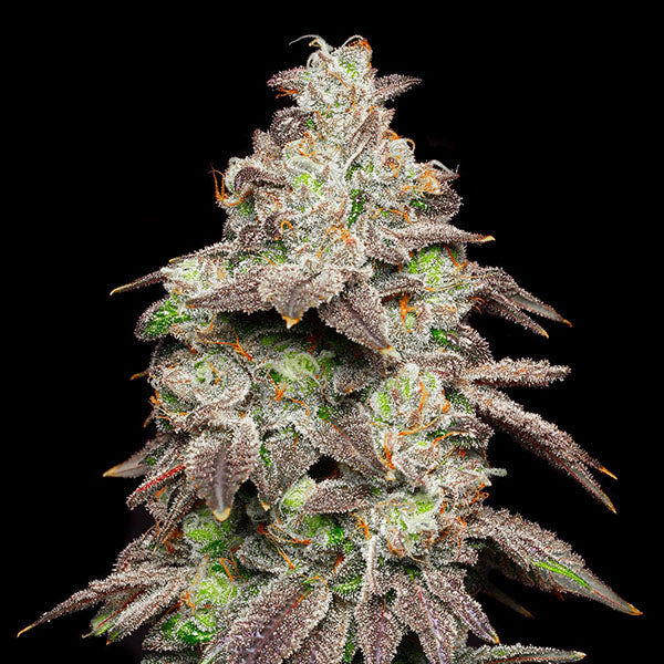 Fried Banana 6 u. fem Cookies Seed Bank