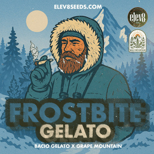 Frostbite Gelato 6 ud. fem Elev8 Seeds