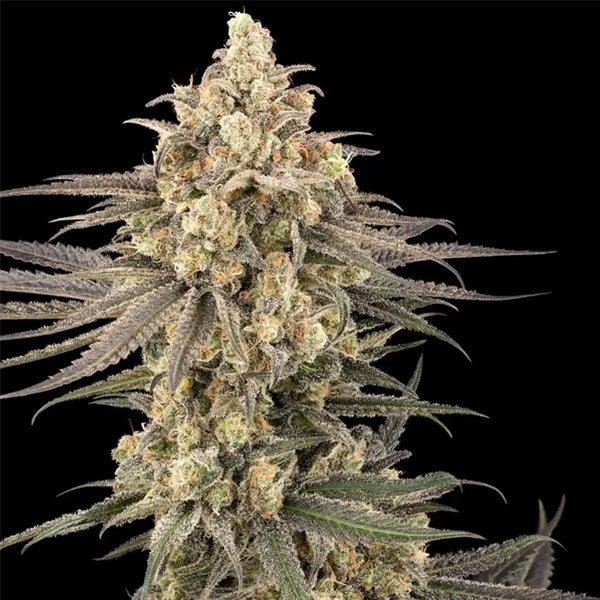 Frosted Grapes XXL 3 u. fem. Sensi Seed Research