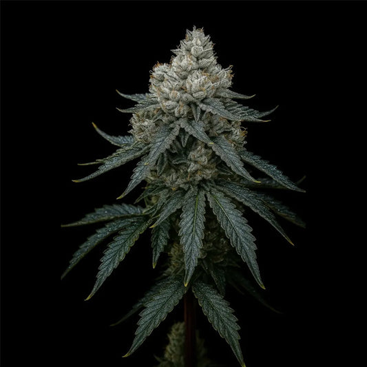 Frosty Apple Triploid   5 u. fem Semi Triploidi