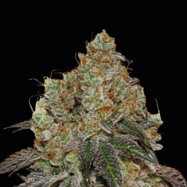 Frosty Tooth fem.  5 u. Seedstockers Superior