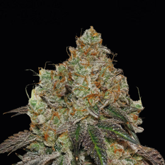 Frosty Tooth fem. 25 u. Seedstockers Superior