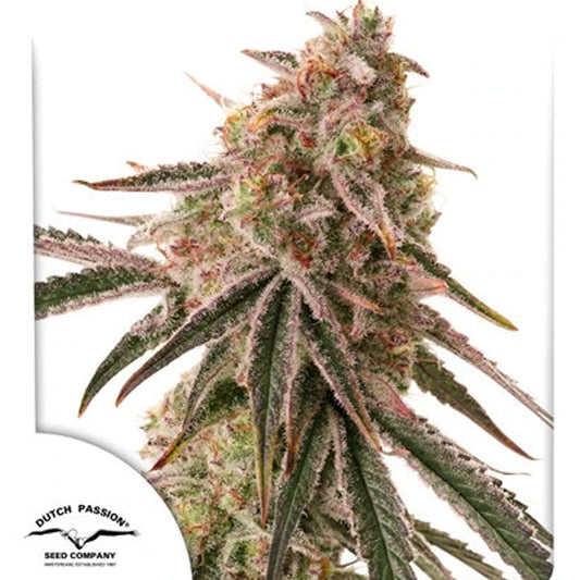 Frozen Biscotti 10 u. fem. Dutch Passion