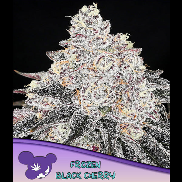 Frozen Black Cherry 3 pc. fem Anesia