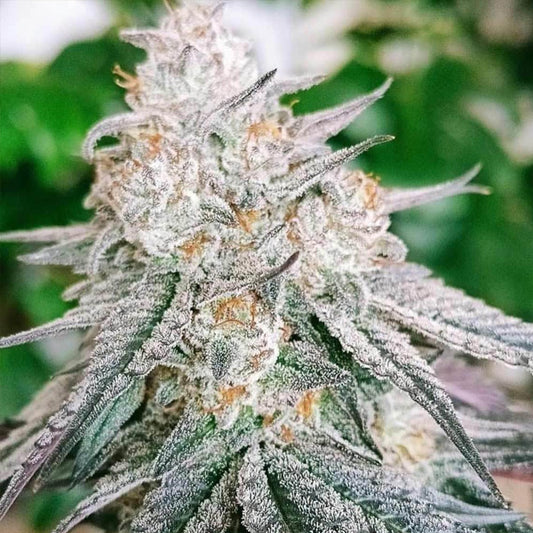 Frozen Rosé - 7 ud. fem Conscious Genetics