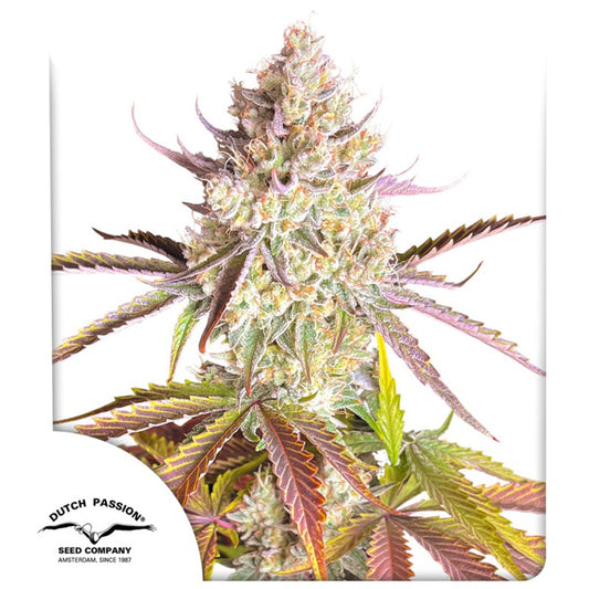 Fruit Bomb Punch  1 u. fem. Dutch Passion