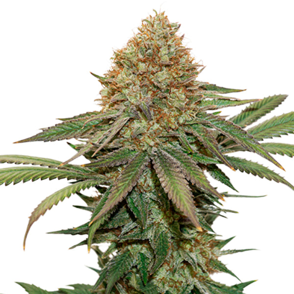 Fruit Cake fem. 1 pc. Seedstockers