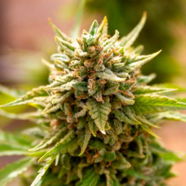 Fruit Salad 15 pc. fem. Expert Seeds