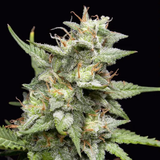 Fruity Forest Triploid 100 u. fem Semi Triploidi