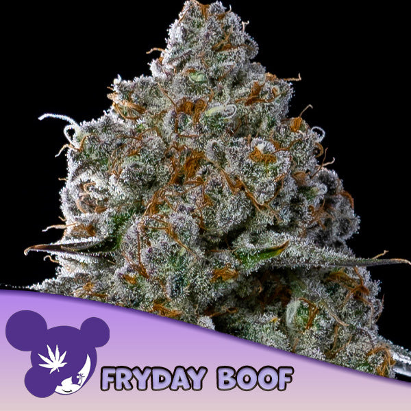 Fryday Boof  5 u. fem Anesia