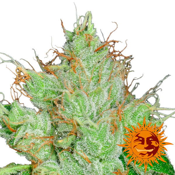 G13 x Haze 10 unità reg. Barney's
