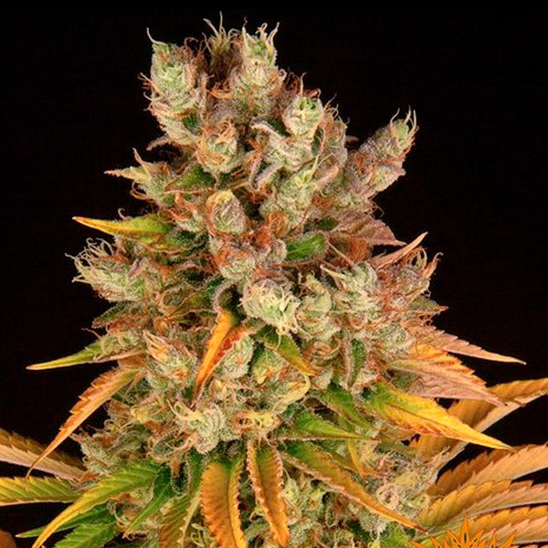 GMO 5 female units Barney's
