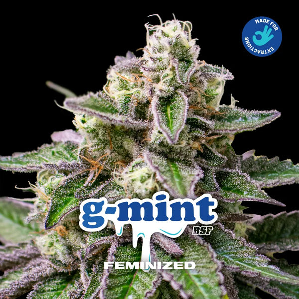 GMint   4 u. fem BSF Seeds