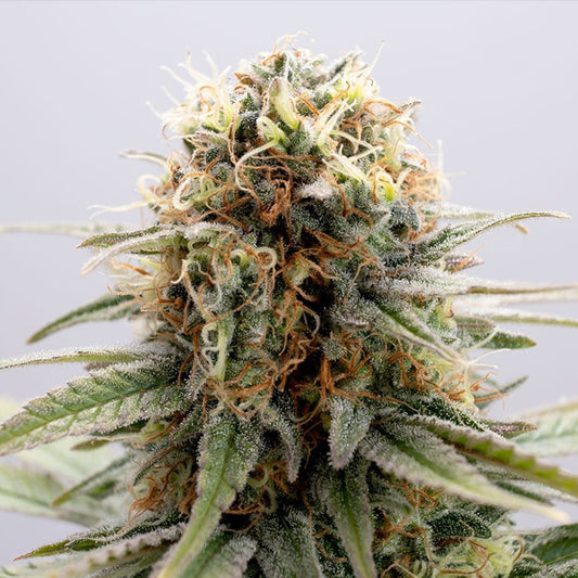 GSC   1 u. fem. Kannabia Seeds