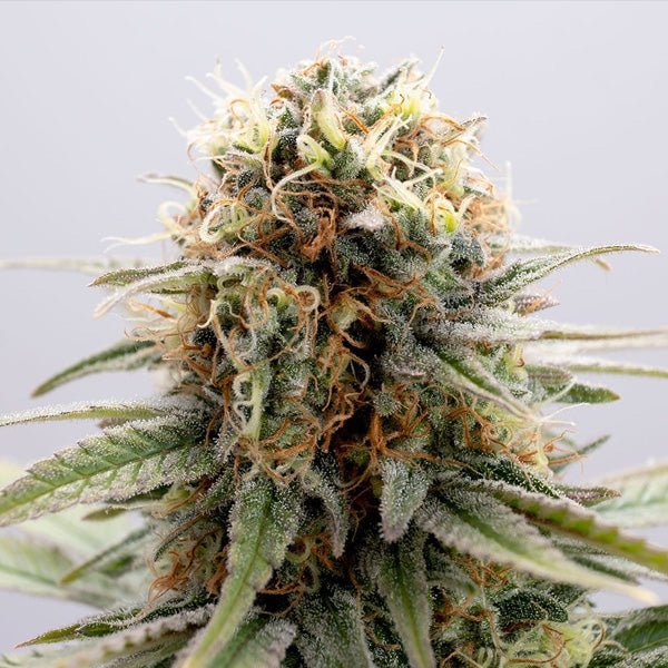 GSC   3 u. fem. Kannabia Seeds