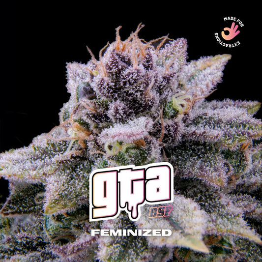 GTA  2 u. fem BSF Seeds