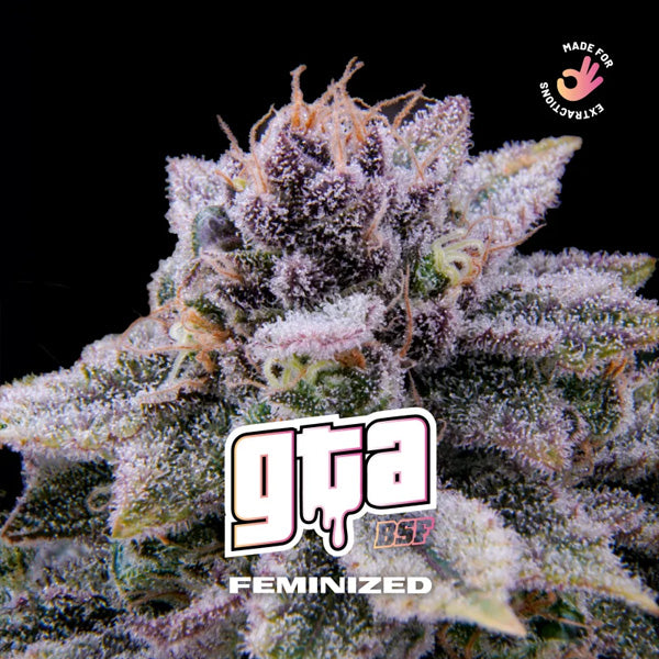 GTA 7 u. fem BSF Seeds
