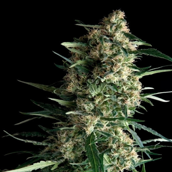 Galaxy 5 unità femminili Pyramid Seeds