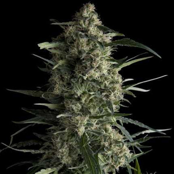 Galaxy  7 u. Reg. Pyramid Seeds