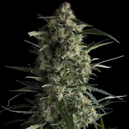 Galaxy  7 u. Reg. Pyramid Seeds