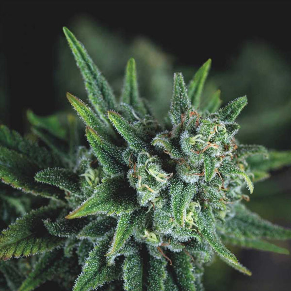 Galaxy Fast  3 u. fem. Pyramid Seeds