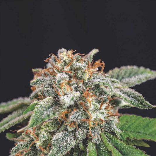 Galaxy x Runtz  5 u. fem. Pyramid Seeds Gold Line
