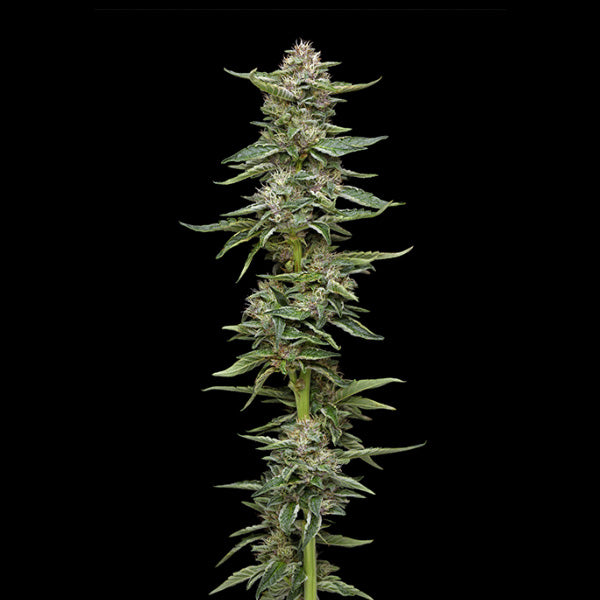 Garlic Budder 3 u. fem Humboldt Seeds Company