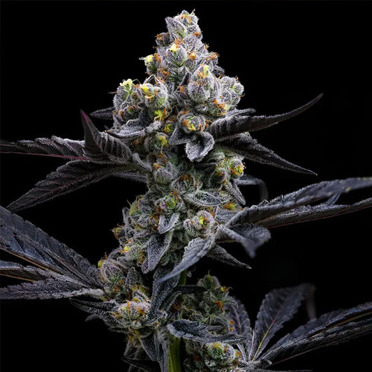 Garlic Cookies  5 u. fem. Barney's