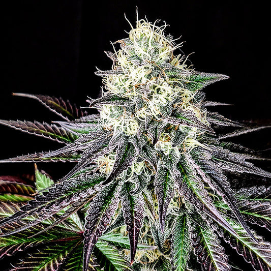 Garlic Cookies 1 u. fem Pure Instinto