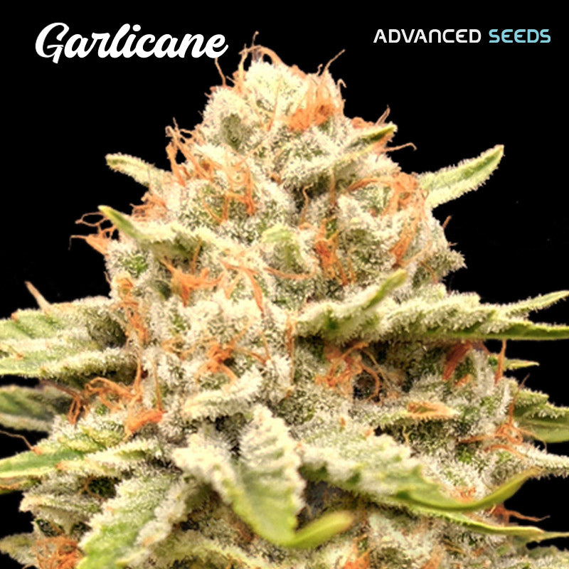 Garlicane 25 u. fem. Advanced Seeds