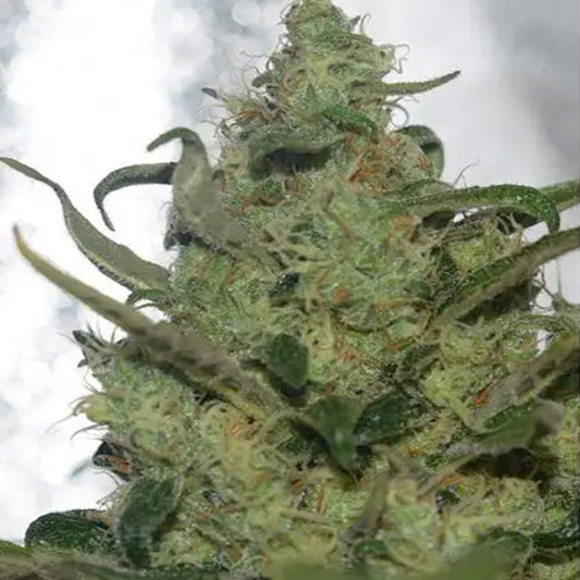 Garlotty 3+1 ud. fem. Vision Seeds