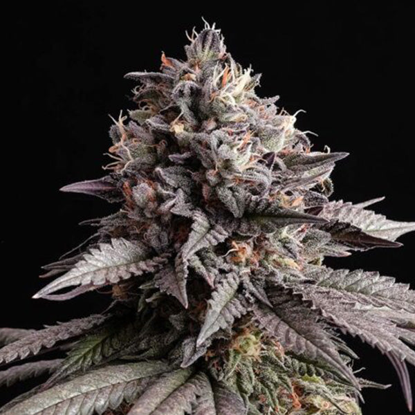 Gelato - K   5 ud. fem. Kannabia Seeds